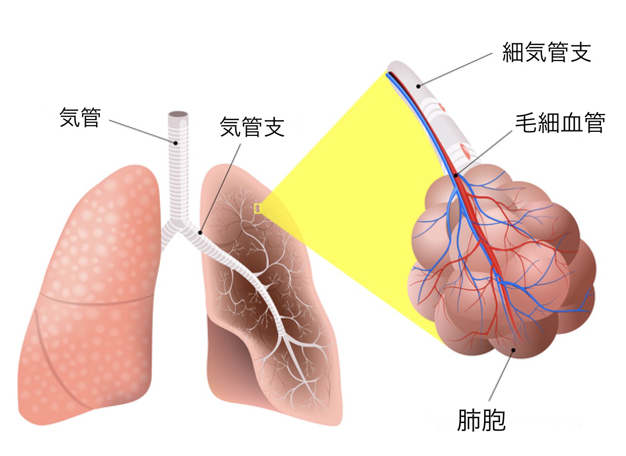 肺気腫はどのように治療されますか?