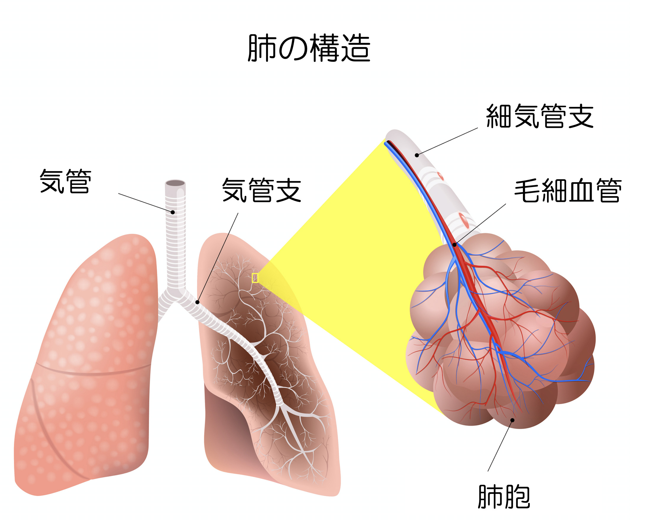  COPDと肺気腫の治療